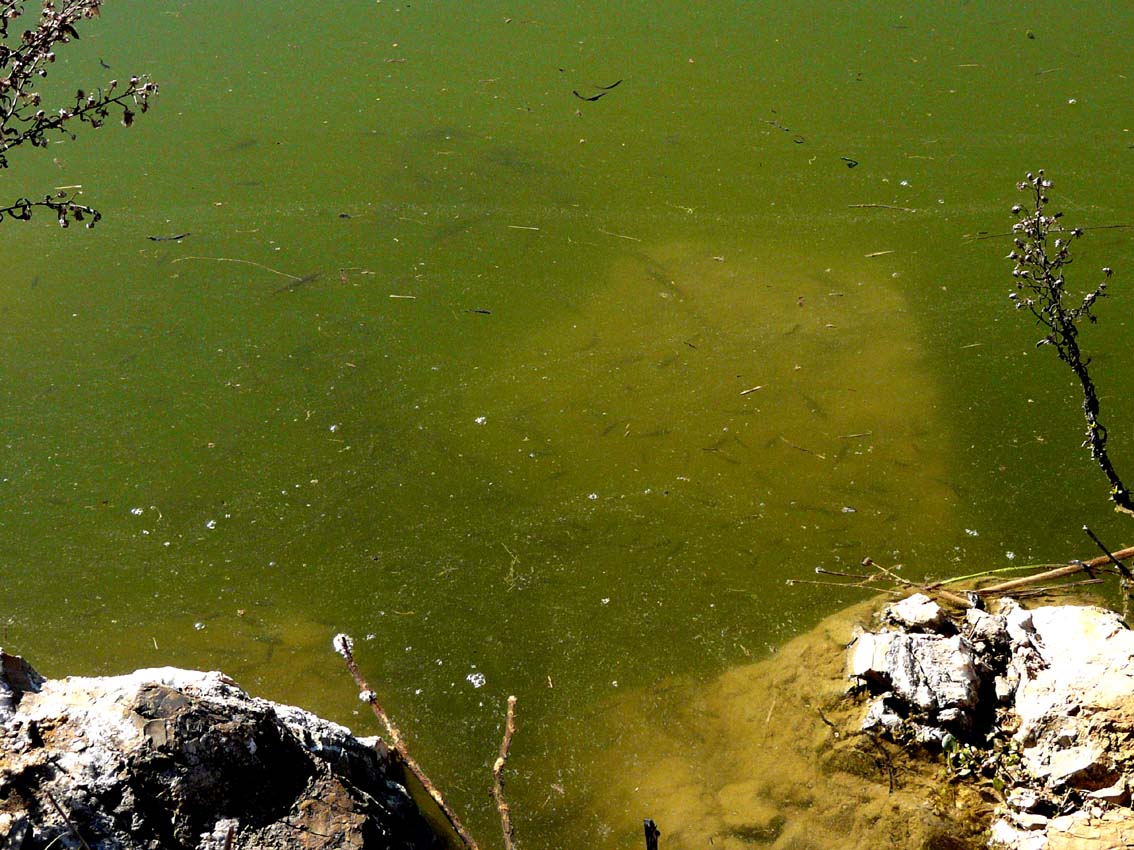 Lago artificiale da naturalizzare in piena Maremma!